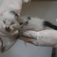 제주 기타(검흰) 한국 고양이 암컷
