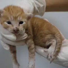 제주 기타(치즈) 한국 고양이 수컷