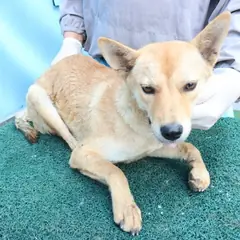 제주 갈색 믹스견 암컷