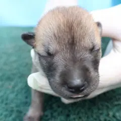 제주 갈색&검정 믹스견 암컷