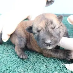 제주 갈색&검정 믹스견 암컷