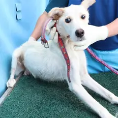 제주 흰색 믹스견 암컷