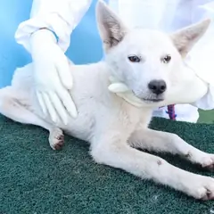 제주 흰색 믹스견 암컷