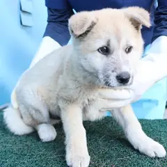 제주 갈색&검정 믹스견 수컷
