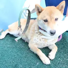 제주 갈색 믹스견 암컷