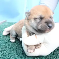 제주 갈색 믹스견 암컷