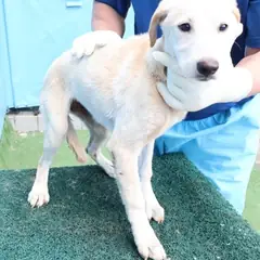 제주 갈색 믹스견 암컷