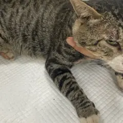 제주 기타(고등어) 한국 고양이 암컷