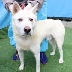 제주 흰색 믹스견 수컷