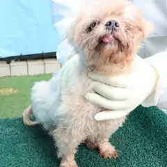 제주 흰색 기타 수컷