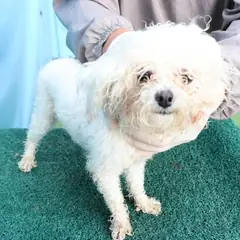 제주 흰색 푸들 수컷