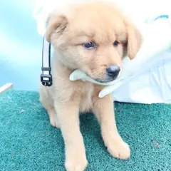 제주 갈색 믹스견 수컷
