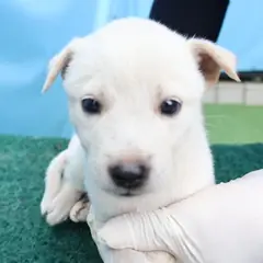 제주 흰색 믹스견 암컷