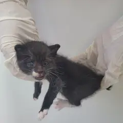 제주 기타(검흰) 한국 고양이 수컷