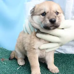 제주 갈색 믹스견 암컷