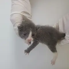 제주 기타(회색) 한국 고양이 수컷