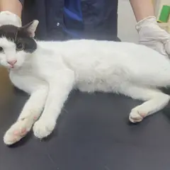 제주 기타(흰검) 한국 고양이 수컷