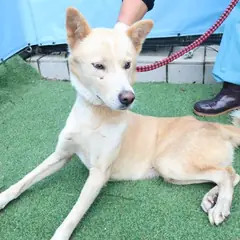 제주 갈색 믹스견 수컷