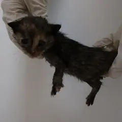 제주 기타(갈색) 한국 고양이 암컷