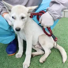 제주 흰색 믹스견 수컷