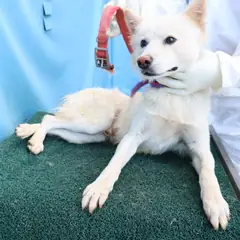 제주 흰색 믹스견 수컷