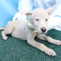 제주 흰색 믹스견 수컷