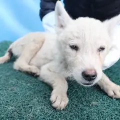 제주 흰색 믹스견 수컷