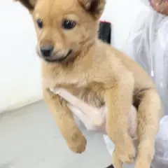 제주 갈색 믹스견 암컷