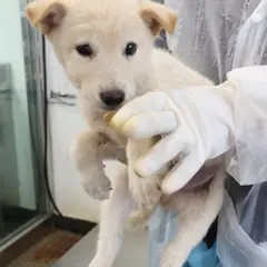 제주 흰색 믹스견 수컷