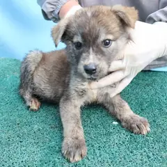 제주 갈색&검정 믹스견 수컷