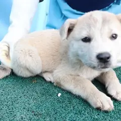 제주 흰색 믹스견 수컷