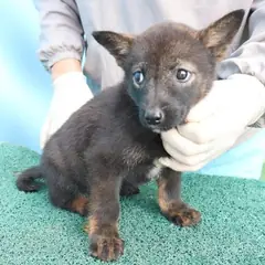 제주 검정색 믹스견 암컷