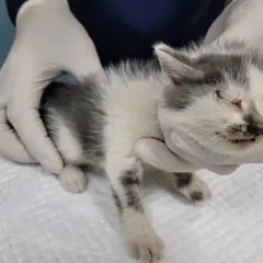제주 기타(흰회) 한국 고양이 수컷