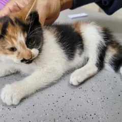 제주 기타(삼색) 한국 고양이 암컷