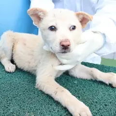 제주 갈색 믹스견 암컷