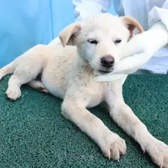제주 갈색 믹스견 암컷
