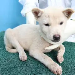 제주 흰색 믹스견 암컷