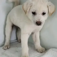 세종 흰색 믹스견 암컷