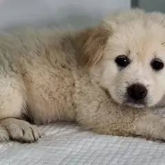 세종 갈색 믹스견 암컷