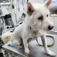 세종 흰색 믹스견 암컷