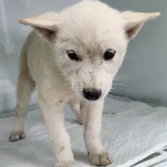 세종 흰색 믹스견 암컷