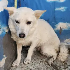 세종 흰색 믹스견 암컷