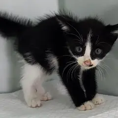 세종 흰색/검은색 얼룩무늬 한국 고양이 수컷