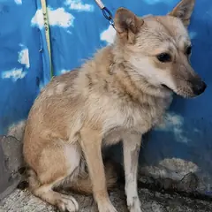 세종 갈색 믹스견 암컷