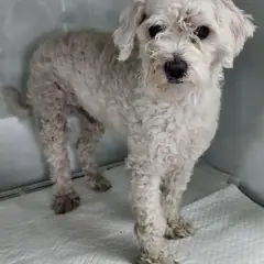 세종 크림색 말티즈 수컷