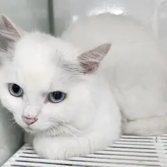 세종 기타(흰색) 페르시안 수컷