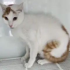 세종 기타(갈색/흰색) 믹스묘 수컷