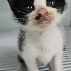 세종 흰색/검은색 얼룩무늬 한국 고양이 수컷