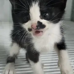 세종 흰색/검은색 얼룩무늬 한국 고양이 암컷