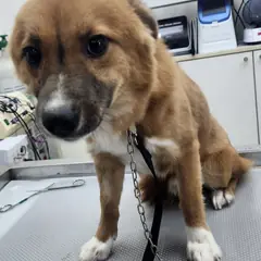 세종 황갈색 믹스견 수컷